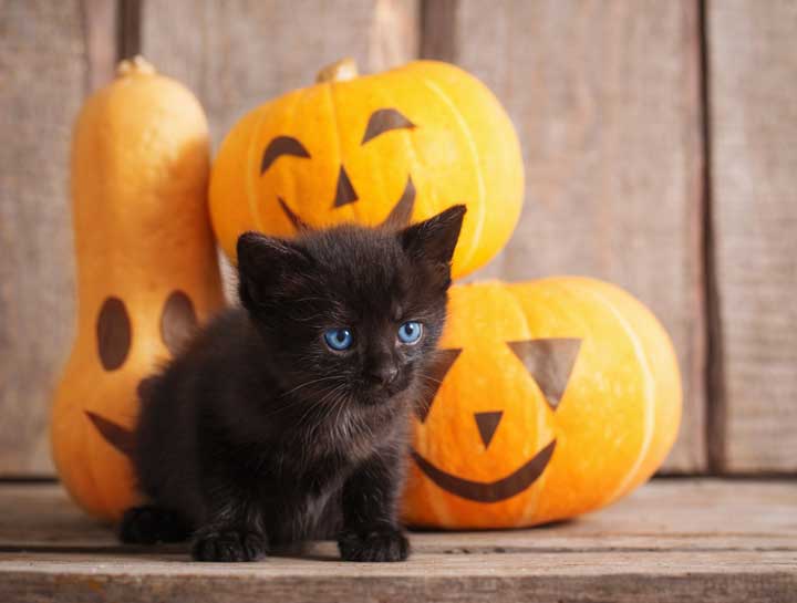Halloween and Your Pets: What you need to know for proper pet care.