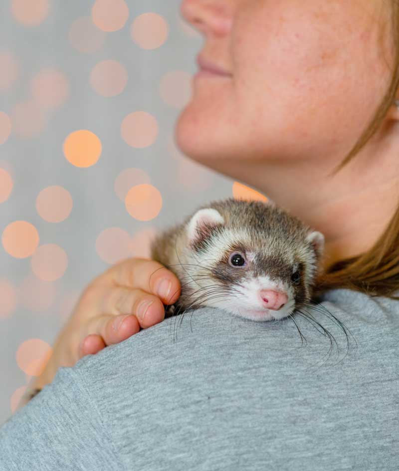 Person holding ferret