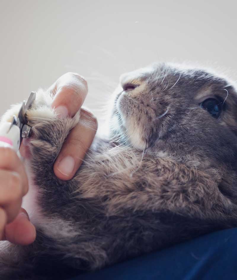 Rabbit Care