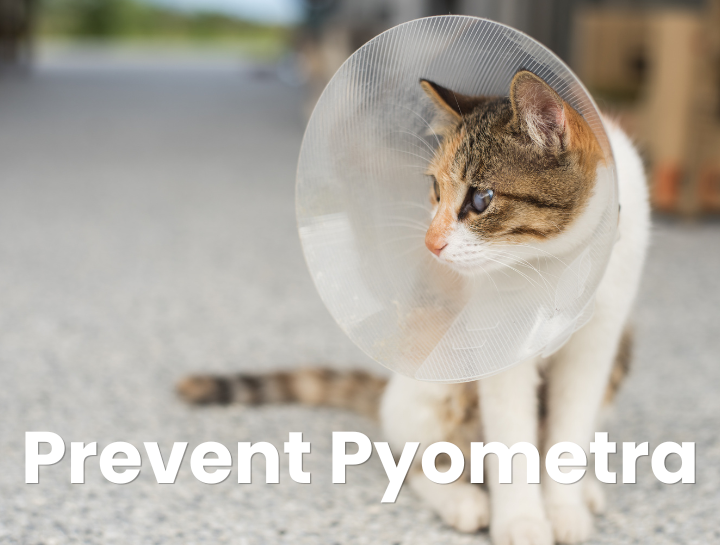 Prevent Pyometra