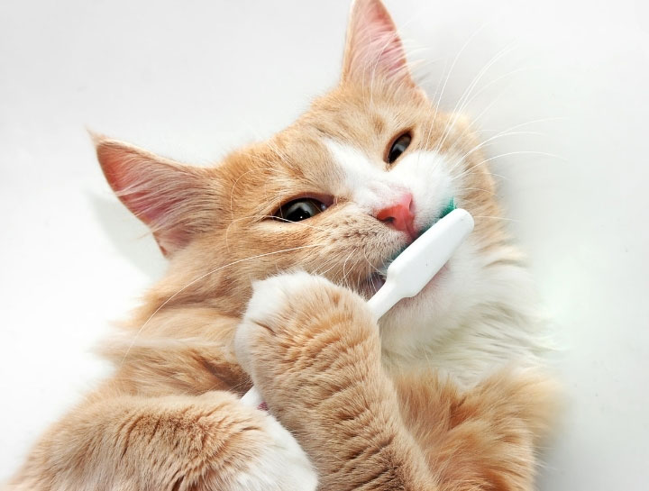 Is Your Pet in Need of Dental Care?