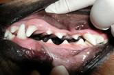 vet dental