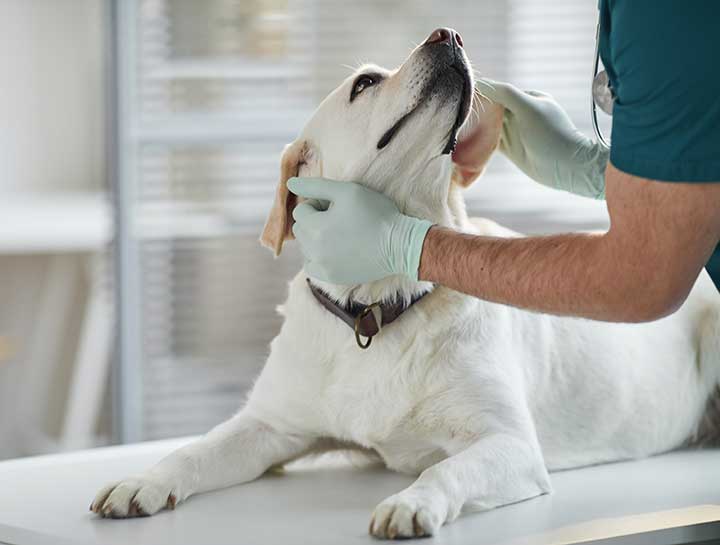 The Benefits of Preventative Care For Your Dog In Phoenix