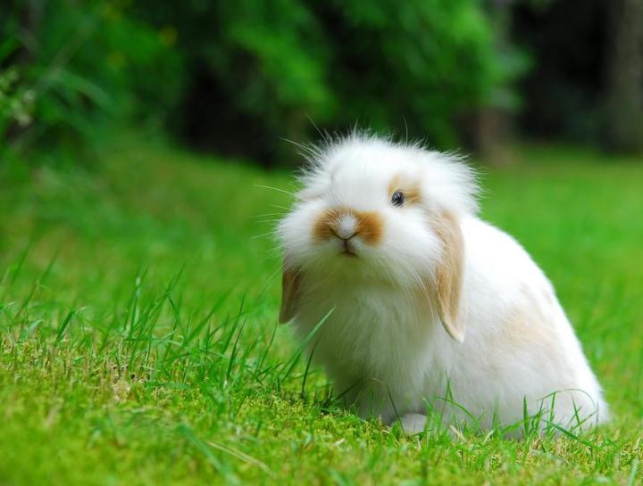 What Can I Feed my Pet Rabbit?