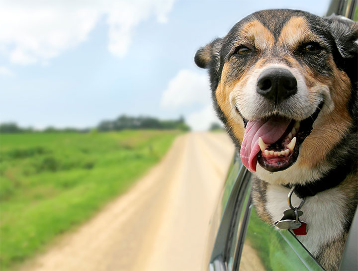 Tips for Traveling with Your Pet