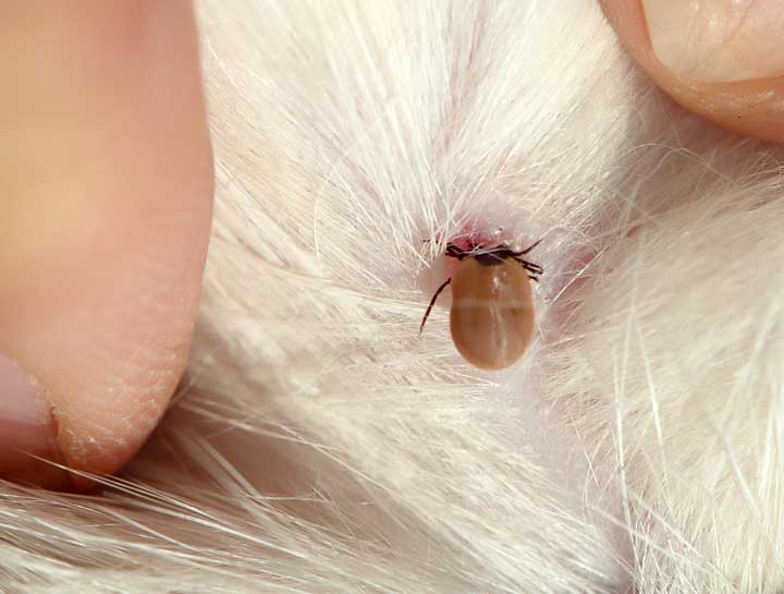 Flea & Tick Prevention