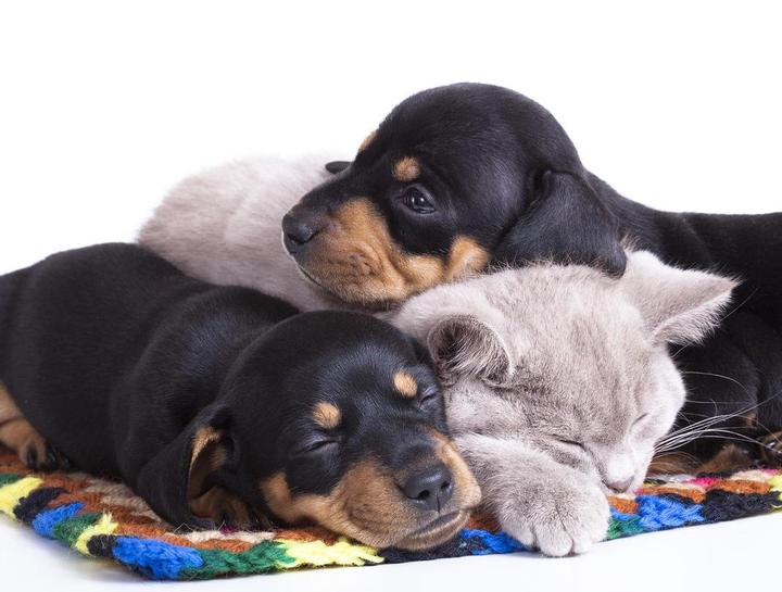 Why Is Puppy Socialization Important?