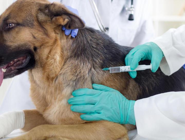 Puppy Shots: Your Guide to Proper Vaccinations