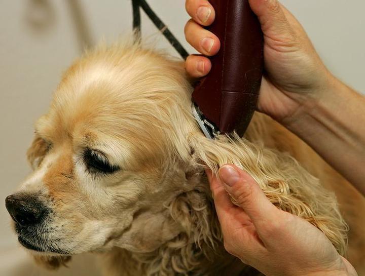 Quality Dog Grooming Services in Phoenix, AZ