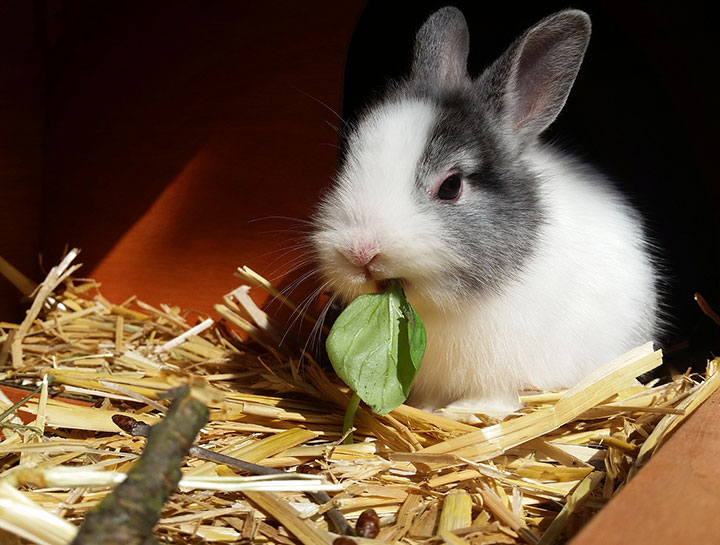 Caring for Your Bunny in Phoenix