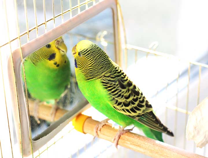 Do Birds Require a Specialized Veterinarian? Come visit Phoenix's Avian Specialist!
