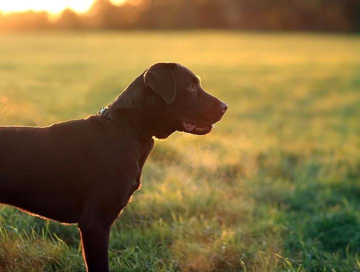 Did You Know Dogs Get Skin Cancer Too?