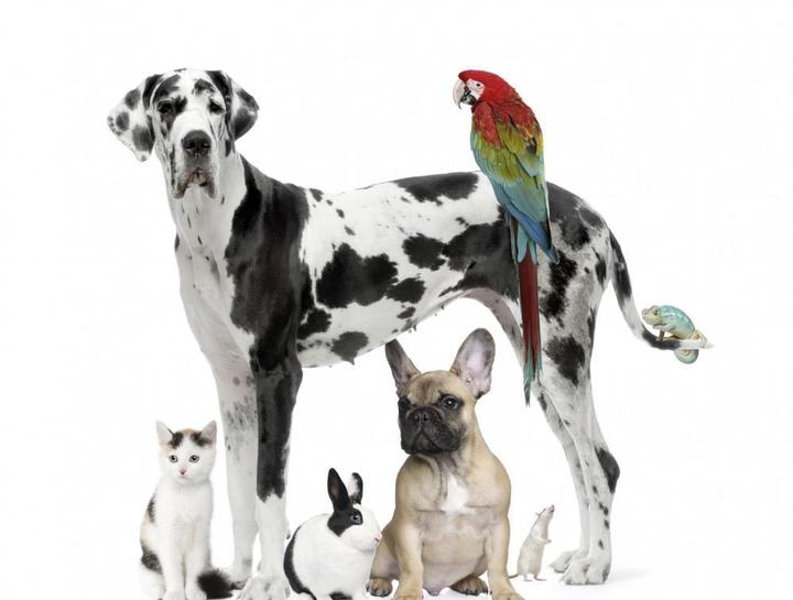 North Central Animal Hospital Serves a Wide Variety of Pets!