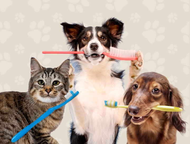Why Pet Dental Hygiene is Important for Pets