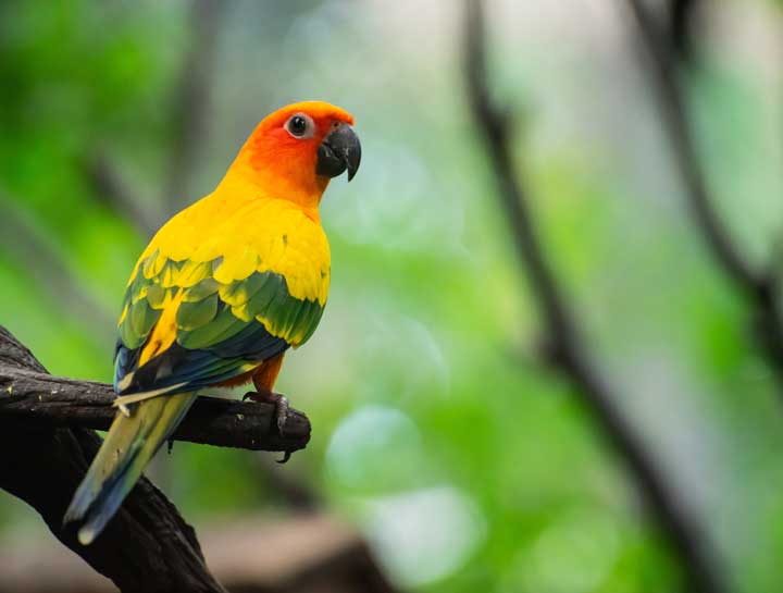 Beak Trimming