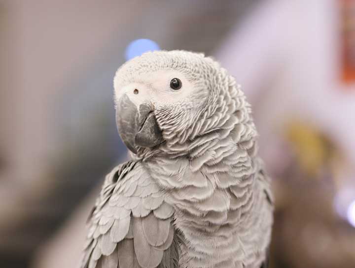 Phoenix avian veterinarians