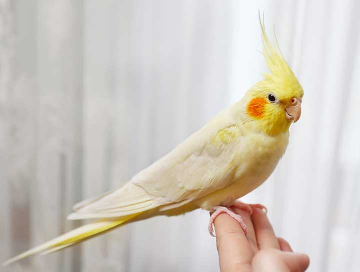 Caring for Your Pet Bird