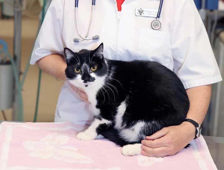 Preventive Care for Cats