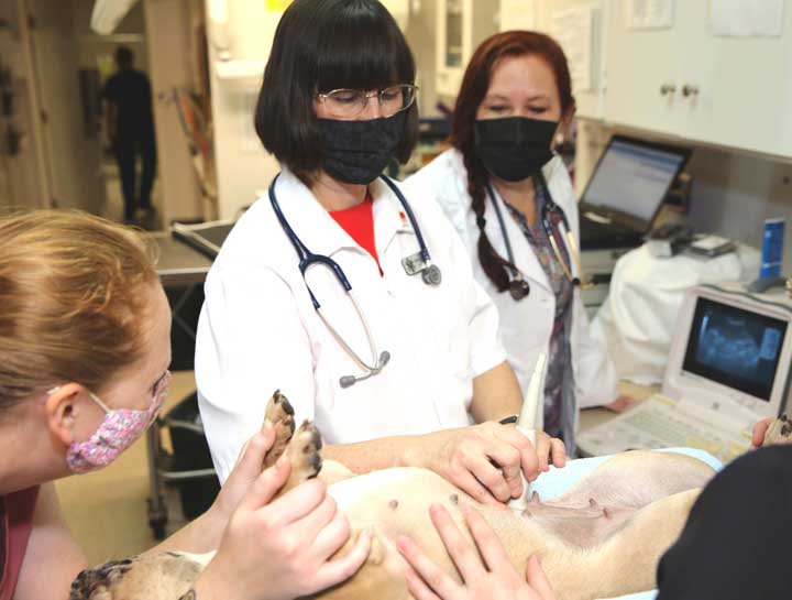 Pet Ultrasound